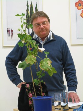 Geschäftsführer Dieter Schwedt mit einer selbst gezogenen Baumwollpflanze